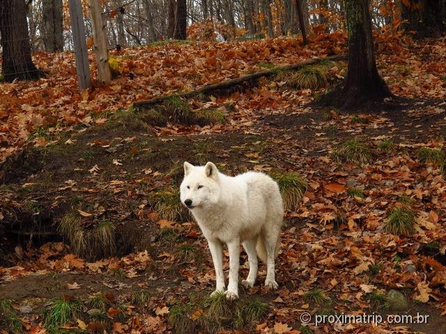 Lobo branco - Parc Omega - Canadá