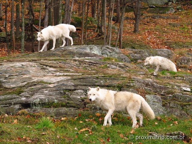 Matilha de lobos brancos - Parc Omega - Canadá