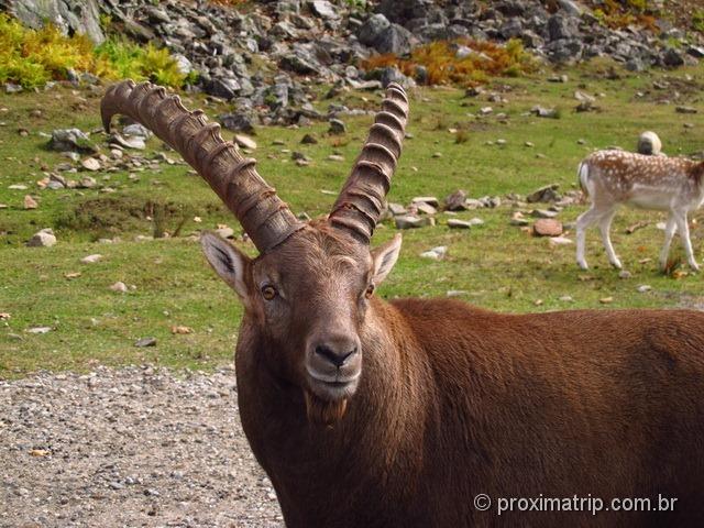 Lindo Ibex - Parc Omega - Canadá