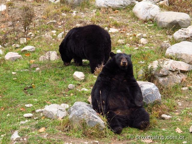 Urso preto - Parc Omega - Canadá