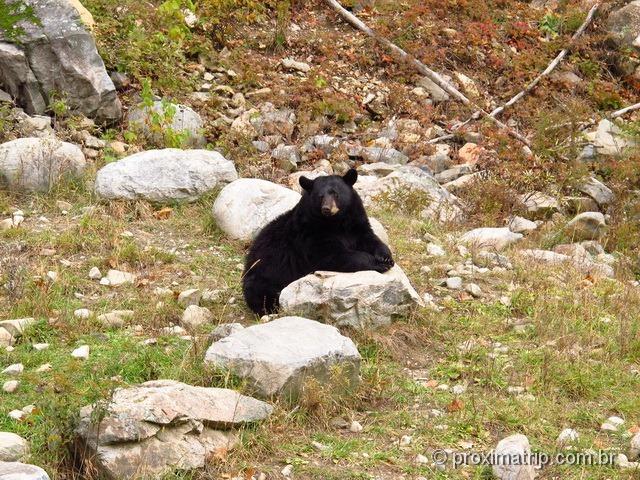 Urso negro - Parc Omega - Canadá