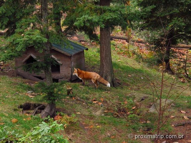 Raposa vermelha - Parc Omega - Canadá