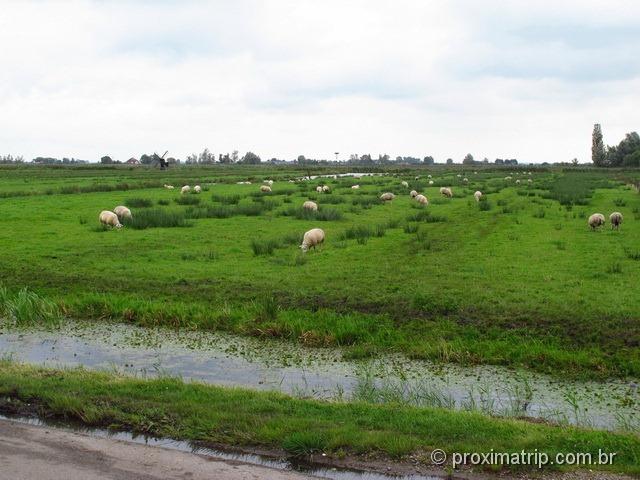 Paisagem rural em Amsterdam