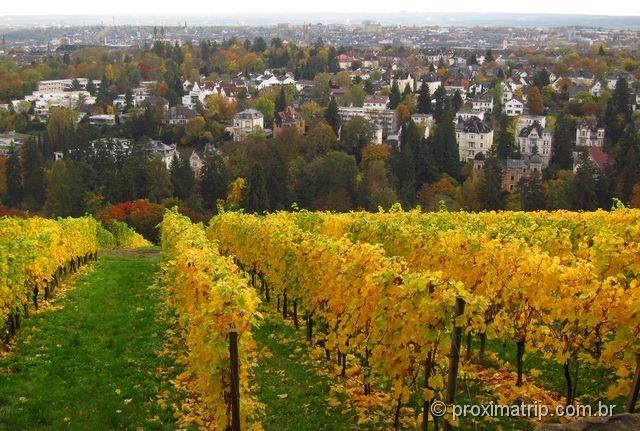 vinhedo de Neroberg e a cidade de Wiesbaden ao fundo