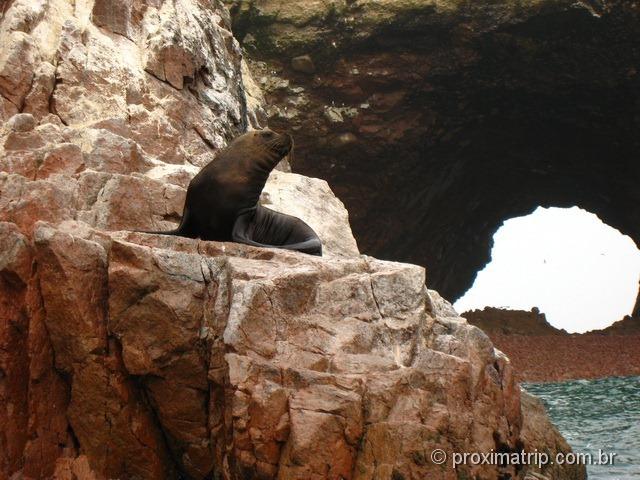 Leão marinho visto no Tour às Islas Ballestas