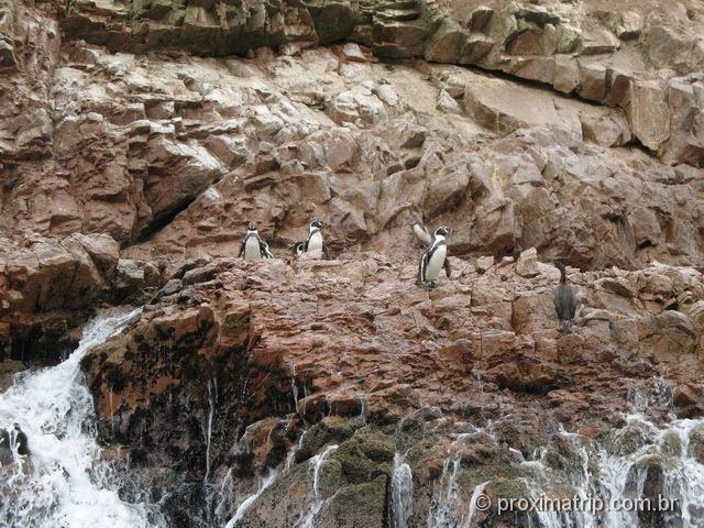 Pinguins vistos no Tour às Islas Ballestas