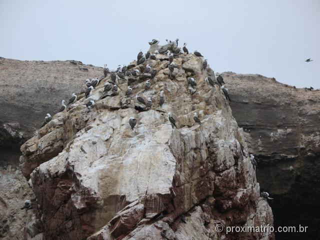 Aves, muitas aves - Islas Ballestas