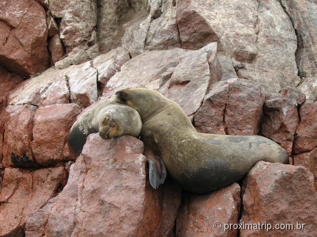 Leões marinhos vistos no Tour às Islas Ballestas