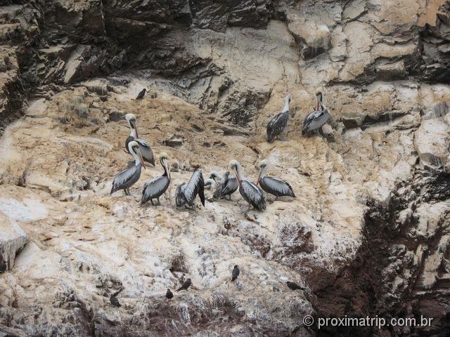 Pelicanos vistos no Tour às Islas Ballestas