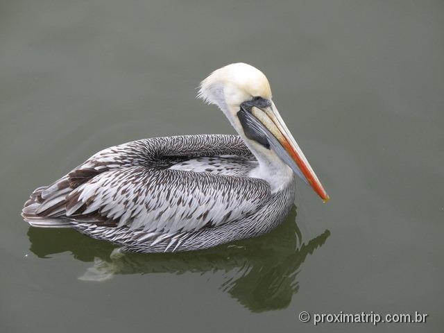 Pelicano visto no Tour às Islas Ballestas