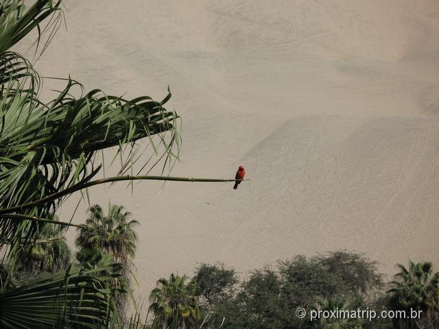 Passarinho no Oásis de Huacachina