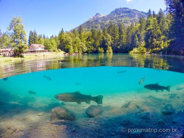 Godome & Gopro - Trutas no Lago Blausee - Suiça no verão