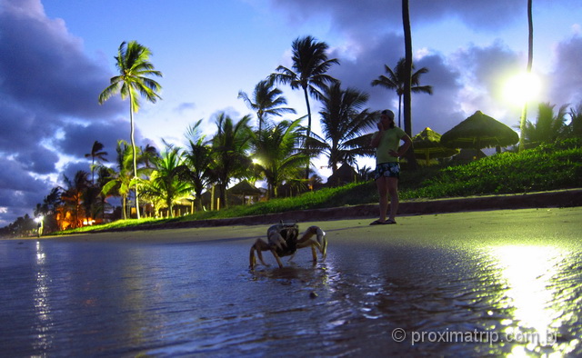 Caranguejo andando na praia de Muro Alto, em Porto de Galinhas