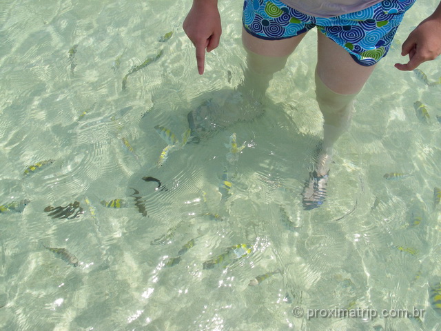 Peixinhos na Praia de Ponta de Mangue, em Maragogi 