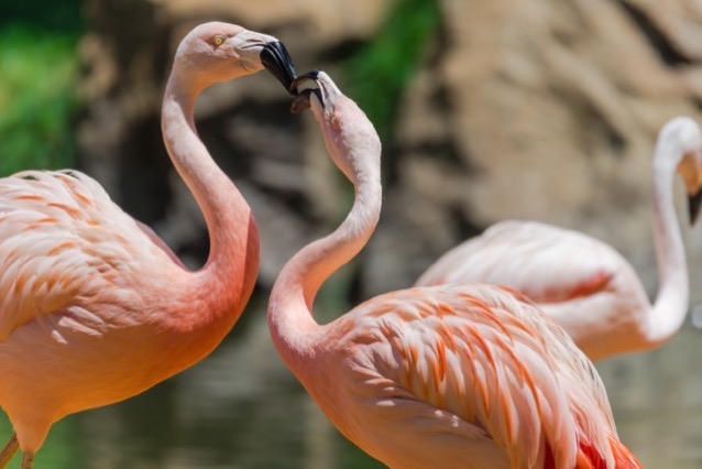 Close up group of a pink Chilean Flamingo Phoenicopterus chilensis in the zoo they are from Southern South America range