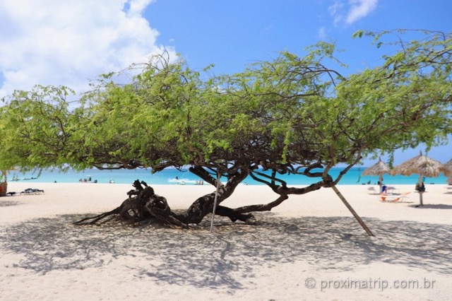 Árvore Divi-divi símbolo de Aruba