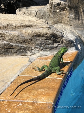 Iguana tomando sol ao lado da piscina