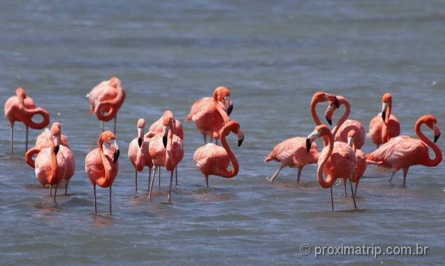 Flamingos selvagens em Curaçao