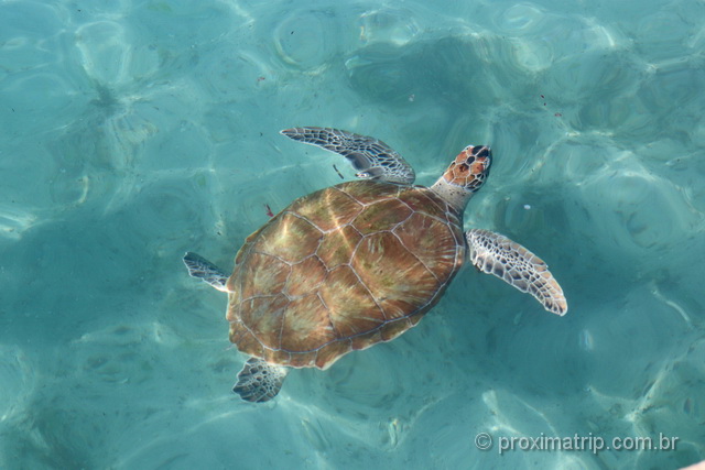 Tartaruga marinha em Curaçao