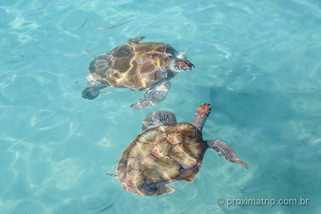 Tartarugas marinhas em Curaçao