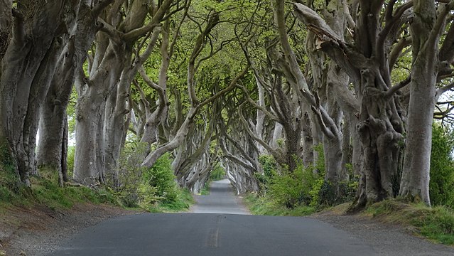 crédito da imagem: Colin Park / Dark Hedges near Armoy, Co Antrim / via wikipedia