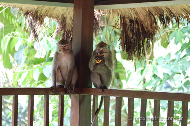 macacos estão em toda parte em Bali: inclusive nos hotéis!