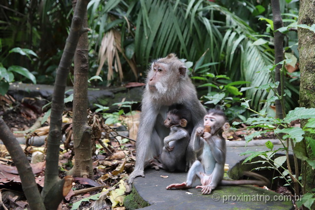 Macacos na Floresta Santuário de Ubud, em Bali