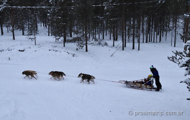 Atração famosa entre turistas na Lapônia: Dog sledding