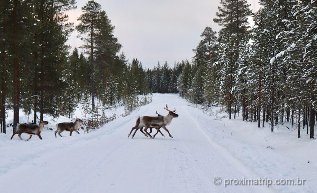 renas atravessando a estrada, em Ivalo - Finlândia
