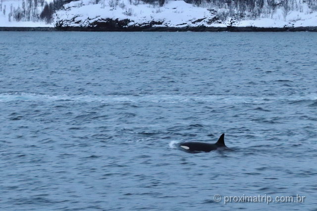 Baleias na região de Tromso: um passeio imperdível!