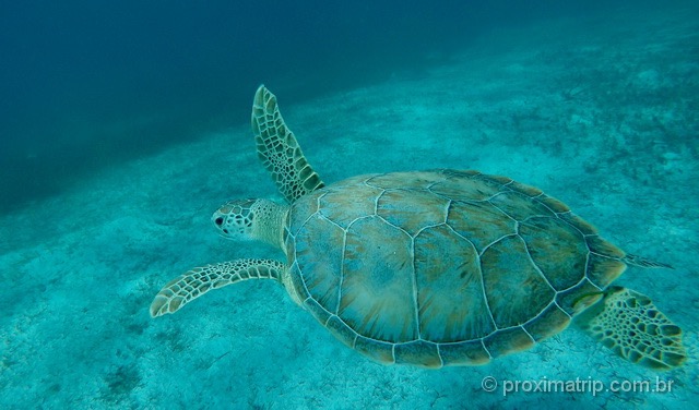 Snorkeling em Turks and Caicos: Smith's Reef é um lugar recomendado para a atividade em Providenciales