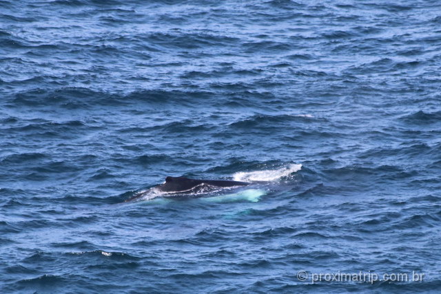 Baleia em Byron Bay