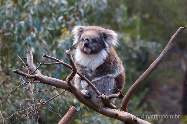 koala em gold coast