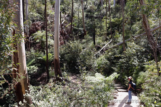 trilha nas Blue Mountains