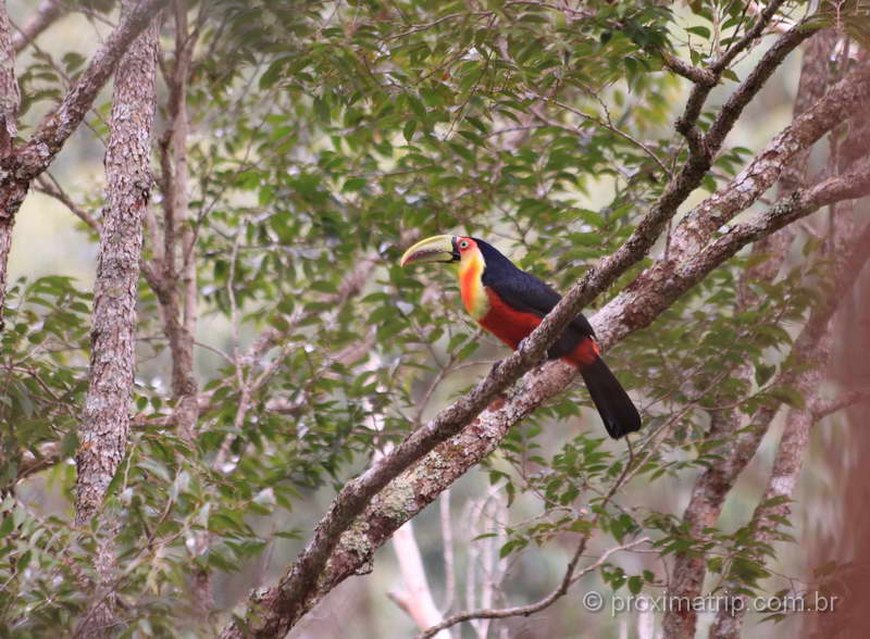 tucano do bico verde no Parque Estadual da Pedra Azul, no Espírito Santo