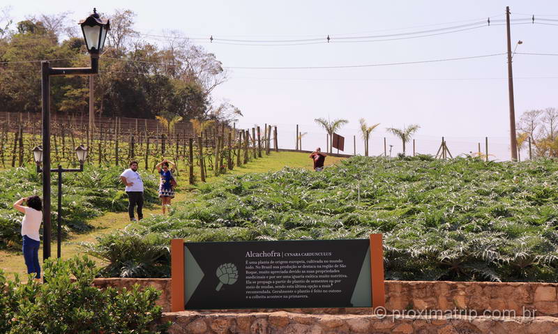 Plantação de Alcachofras em São Roque