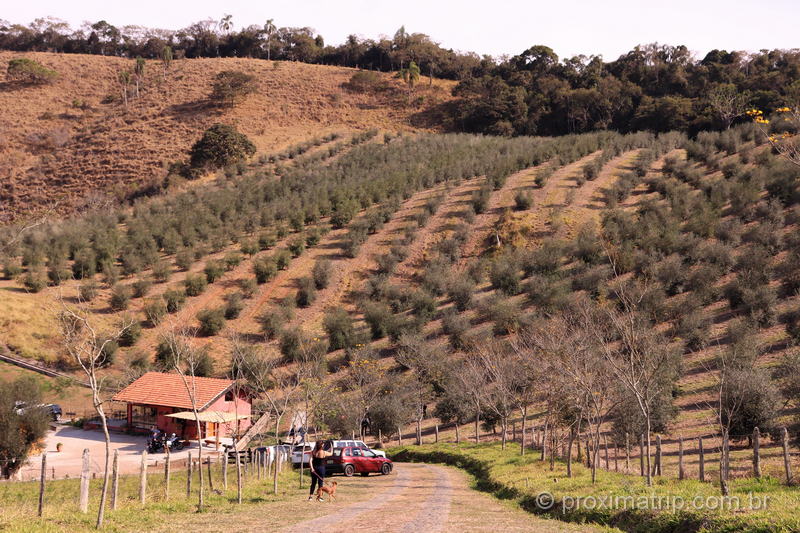 Azeite Sabiá em Santo Antônio do Pinhal: visitando os campos de oliveiras