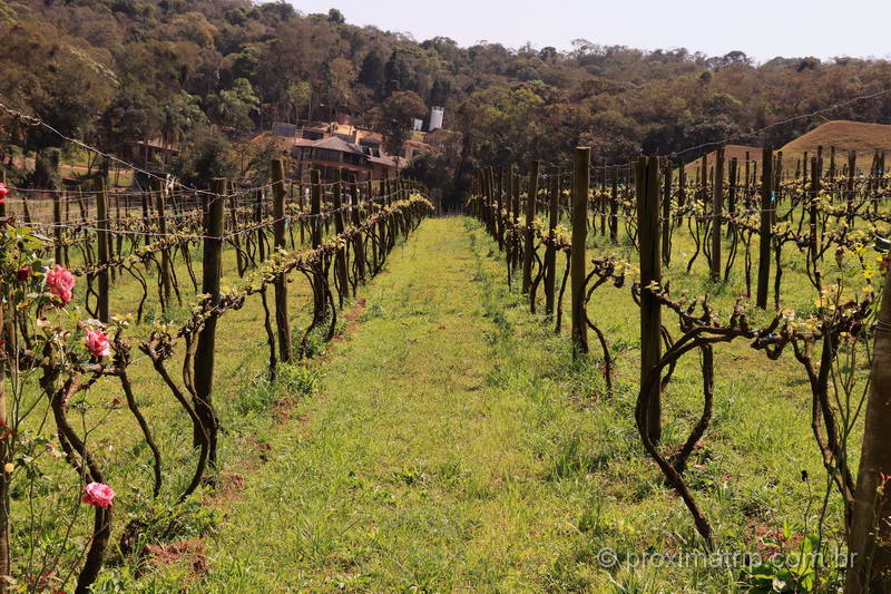 plantações de uva no roteiro do vinho, em São Roque