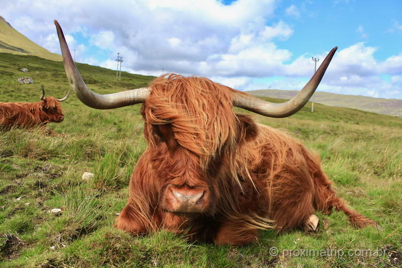 vacas com franja, comuns nas highlands escocesas