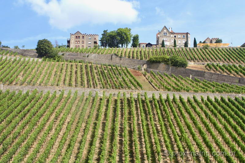 Vinhedos nos arredores de Würzburg