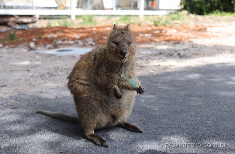 Rottnest Island é a casa dos quokkas, os bichinhos mais sorridentes do mundo!