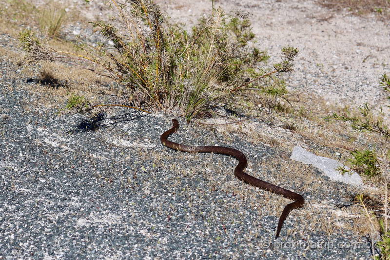 MEDO dessa cobra venenosa na Rottnest Island, Austrália!