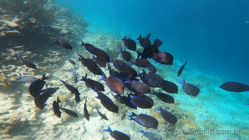 Bonaire é um dos paraísos para os amantes de mergulho e snorkeling