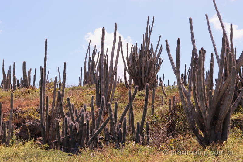 Paisagem desértica em Bonaire