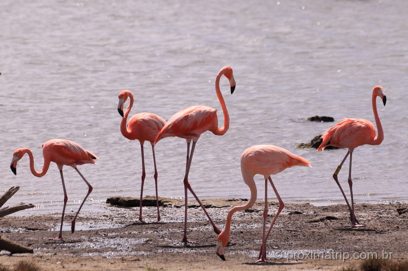 Flamingos em Bonaire: um dos símbolos da ilha caribenha