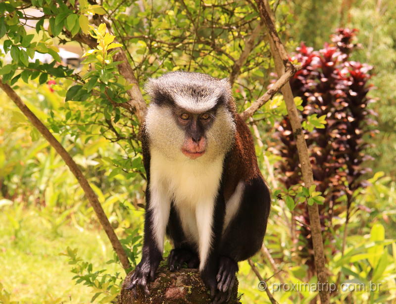 O Macaco Mona é uma das atrações de Granada, no Caribe