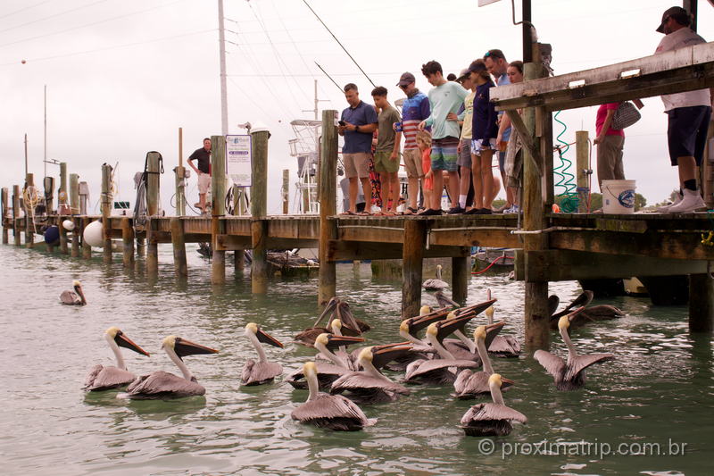 Turistas pescam e observam pelicanos no Robbie's Islamorada, um dos pontos turísticos das Florida Keys