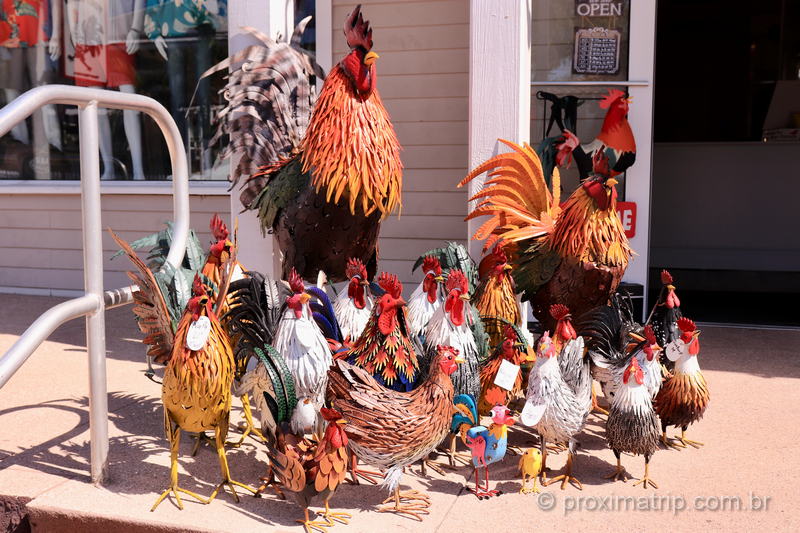 galos e galinhas livres pelas ruas: um dos símbolos de Key West