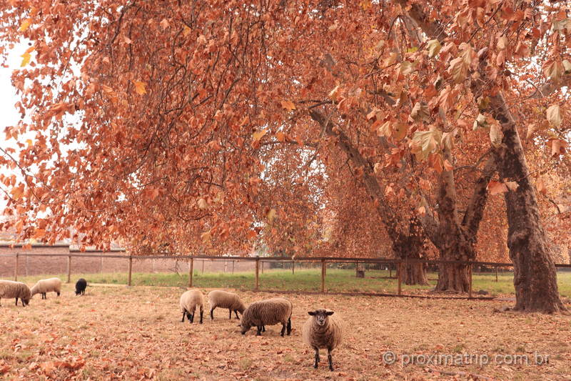 Paisagem de outono em Santiago do Chile: passeando na propriedade da Vinícola Cousiño Macul