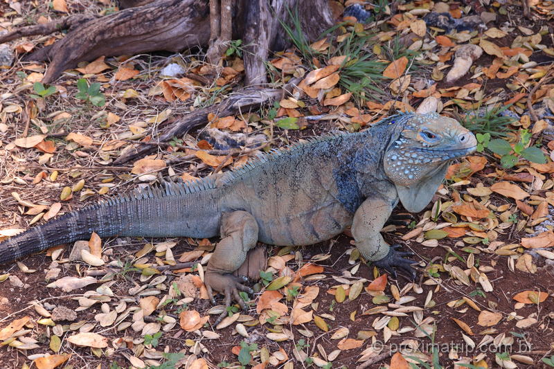 Iguana Azul no Parque Queen Elizabeth II, nas Ilhas Cayman